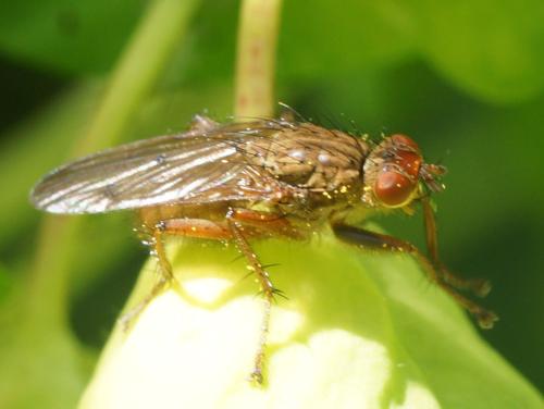 Scathophaga sp.